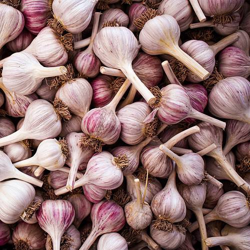 An overhead shot features dozens of bulbs of beautiful purple garlic.