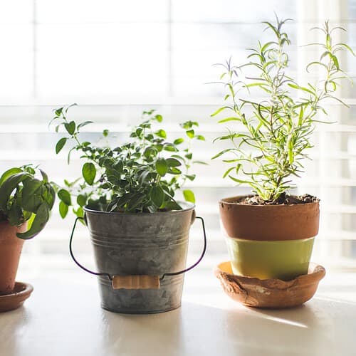 A front facing image contains three small pots of fresh herbs featuring basil, rosemary, and mint for an herb garden that can be grown indoors.