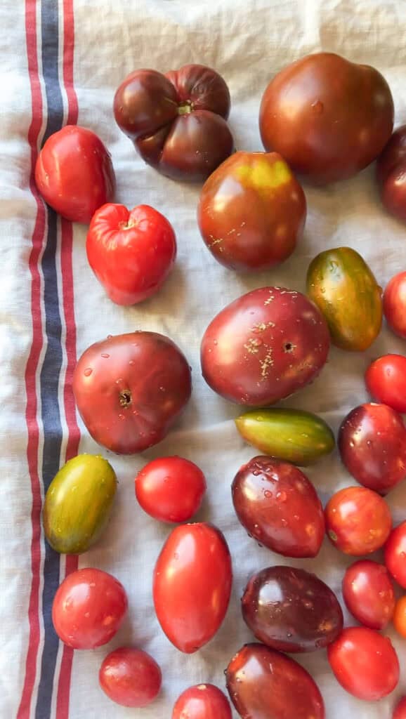 A clean linen kitchen towel gently dries rinsed heirloom tomatoes in preparation for freezer storage. 