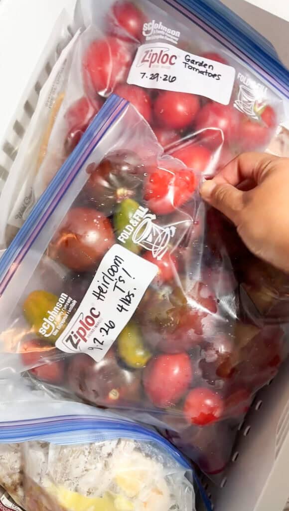 A woman places freezer bag of prepared heirloom tomatoes in the freezer drawer for long term storage. 