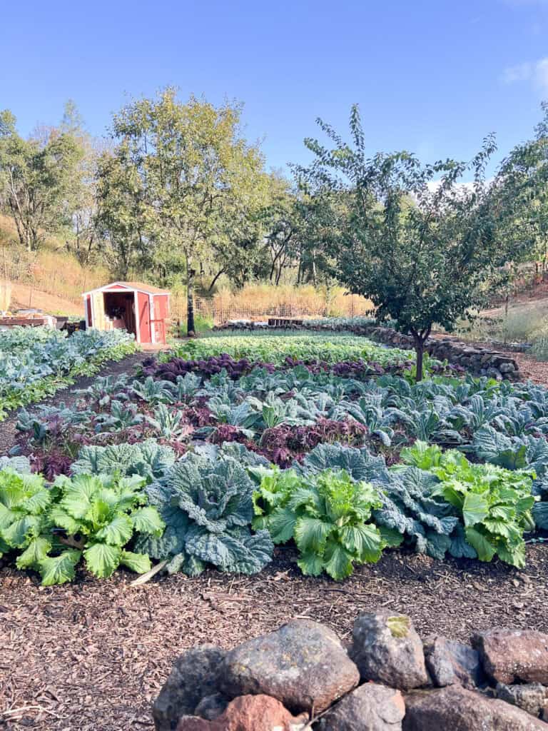A front facing photo of Stepping Stone Farm after a recent rain. Farm beds containing winter greens like cabbage, spinach, and chard are visible in long rows. A red, barn-like structure is visible towards the upper left corner of the photo.