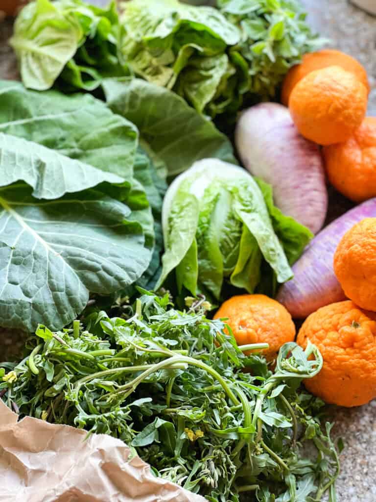 Portrait image of springtime produce for Dinner Plans Week 15 featuring Gold Oak Mandarins, Little Gems, Collard Greens, Daikon Radish, Fresh Oregano, and Rabe.