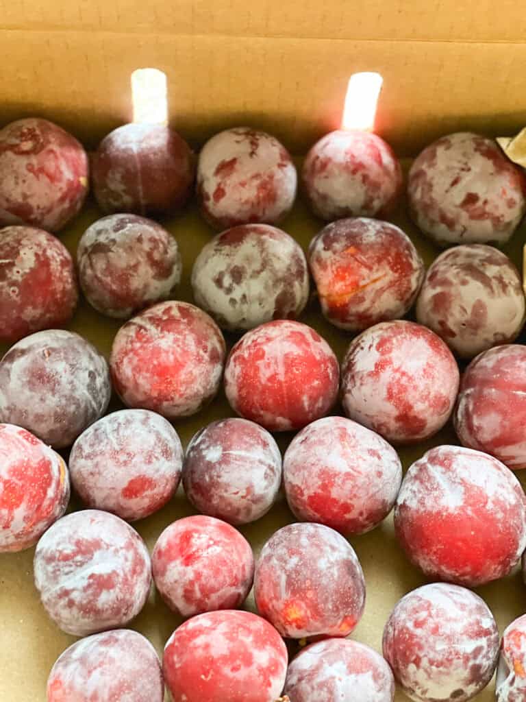 Flatlay photo of 5 pounds of fresh Santa Rosa Plums to be used for the Santa Rosa Plum Compote Recipe. 