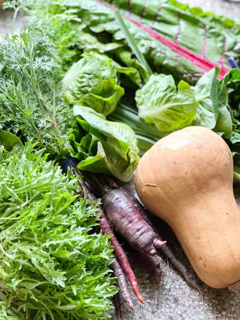 Portrait photo of produce for Dinner Plans Week 15 featuring purple carrots, frisée, little gems, and butternut squash. and chard. 