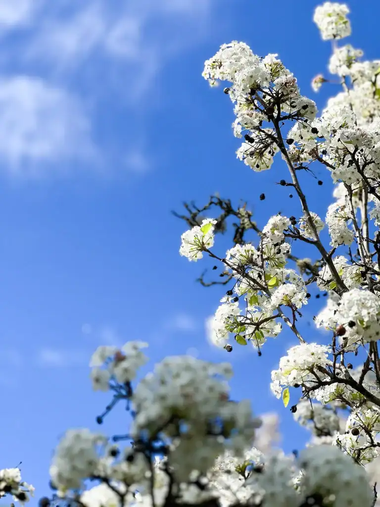 Springtime blossoms on neighborhood trees in Napa.