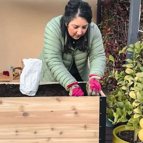 Photo of Frances planting tulip bulbs in the garden bed as part of late autumn garden prep.